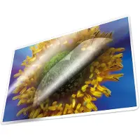 Kangaro lamineerhoezen - A4 - 100 micron - glanzend - 100 stuks