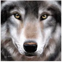 Leksaksaffären Crystal Art Wolf 30x30 cm