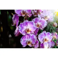 Karo-art Fotobehang Prachtige Orchideeën - Vliesbehang - 460 x 300 cm