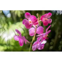 Karo-art 405cm X 270cm - Fotobehang - Prachtige Orchidee, sierraad voor aan de muur, in 11 maten te koop, incl behanglijm