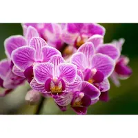 Karo-art Fotobehang Orchideeboeket - Vliesbehang - 368 x 280 cm