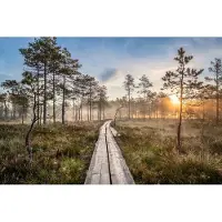 Karo-art 460cm X 300cm - Fotobehang - Houten pad door het bos, premium print, inclusief behanglijm