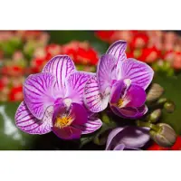 Karo-art 368cm X 280cm - Fotobehang - Prachtige Orchidee, Paars, in 11 maten, Premium print, incl behanglijm