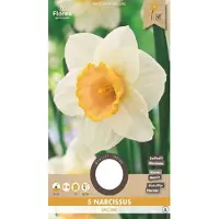 Florex Narcis Grootkronig Salome 12/14 5 st.(10) 971.08