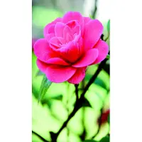 Mars & More Desiree Outdoor TextielPoster fotoprint 95x170cm