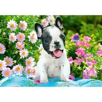 Castorland French Bulldog Puppy Puzzel (500 stukjes)