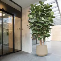 Maxifleur Kunstplanten Lyrata Kolom Giant Kunstboom Deluxe 300cm