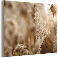 MuchoWow Aluminium schilderij 80x60 cm - Wanddecoratie metaal - Riet - Plant - Natuur - Beige - Metalen muurdecoratie woonkamer - Decoratie industrieel - Foto op dibond - Industriële accessoires slaapkamer