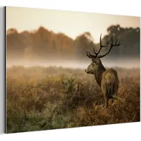 MuchoWow Aluminium schilderij 60x40 cm - Wanddecoratie metaal - Hert - Mist - Herfst - Metalen muurdecoratie woonkamer - Decoratie industrieel - Foto op dibond - Industriële accessoires slaapkamer