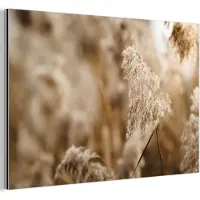 MuchoWow Aluminium schilderij 90x60 cm - Wanddecoratie metaal - Riet - Plant - Natuur - Beige - Metalen muurdecoratie woonkamer - Decoratie industrieel - Foto op dibond - Industriële accessoires slaapkamer