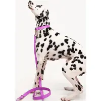 DOGGUO Zebra Leash - Hondenriem - Paars