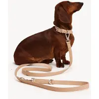 DOGGUO Zebra Leash - Hondenriem - Beige