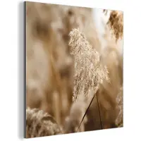 MuchoWow Aluminium schilderij 20x20 cm - Wanddecoratie metaal - Riet - Plant - Natuur - Beige - Metalen muurdecoratie woonkamer - Decoratie industrieel - Foto op dibond - Industriële accessoires slaapkamer