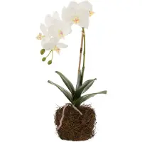J-Line Orchidee in aarde plastiek wit/groen small