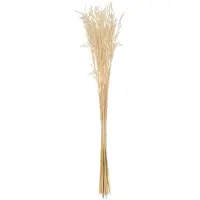 J-Line droogbloemen - bundel gedroogde Haver - riet - ecru