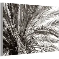 MuchoWow Aluminium schilderij 90x60 cm - Wanddecoratie metaal - Palmboom - Tropisch - Zwart - Wit - Metalen muurdecoratie woonkamer - Decoratie industrieel - Foto op dibond - Industriële accessoires slaapkamer
