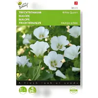 Buzzy - Zaden malope trechtermalva white queen 1.5 gram