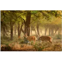 PosterMonkey Poster 180x120 cm - Herten - Bos - Herfst - Bosdieren - Natuur - Hert - Posters - Kamer decoratie - Wanddecoratie woonkamer - Muurdecoratie slaapkamer XXL