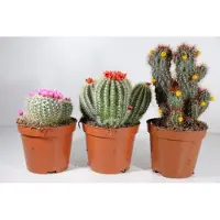 Ariane Succulux Cactussen Mix met Strobloemen - 3 Cactussen Ø 5,5 cm Pot