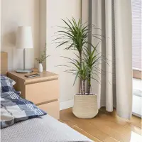 Maxifleur Kunstplanten Draceana Marginata Deluxe kunstplant 100cm