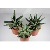 Ariane Vetplanten Set van 3 Ø 8,5 cm Pot - Kamerplanten Haworthia Mix - Cadeauset en Bedankje
