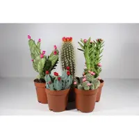 Ariane Succulux Cactussen Mix met Strobloemen - 5 Cactussen Ø 8,5 cm Pot - Kamerplanten Cadeauset