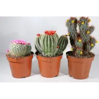 Ariane Succulux Cactussen Mix met Strobloemen - 20 Cactussen Ø 5,5 cm Pot - Mini Kamerplanten Bruiloft Decoratie