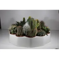 Ariane Succulux Cactussen Mix - 10 Cactussen Ø 5,5 cm Pot - Mini Kamerplanten - Bruiloft Decoratie Bedankjes