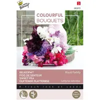 Buzzy - Colourful Bouquets, Royal Family (lathyrus)
