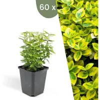 Plants by Frank | 60 Gele Kardinaalsmuts Planten | Euonymus 'Emerald 'n Gold' | Winterharde bodembedekker planten | tuinplanten | Winterharde vaste planten meerjarig | Winterharde tuinplanten