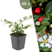 Frank GmbH | 48 Dwergmispel Planten | Cotoneaster dammeri 'Major'| Winterharde bodembedekker planten | tuinplanten | Winterharde vaste planten meerjarig | Winterharde tuinplanten