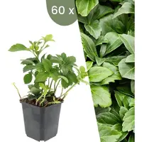 Frank GmbH | 60 Dikkemanskruid planten | Pachysandra terminalis | Winterharde bodembedekker planten | tuinplanten | Winterharde vaste planten meerjarig | Winterharde tuinplanten