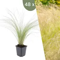 Frank GmbH Planten van Frank | 48 soorten Federgras | Stipa Tenuissima 'Ponytails' | Bodembedekker | Winterhard | Tuinplanten