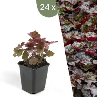 Frank GmbH | 24 Purperklokjes Planten | Heuchera micrantha 'Palace Purple' | Winterharde bodembedekker planten | tuinplanten | Winterharde vaste planten meerjarig | Winterharde tuinplanten