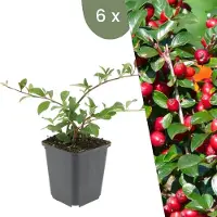 Frank GmbH | 6 Dwergmispel Planten | Cotoneaster dammeri | Winterharde bodembedekker planten | tuinplanten | Winterharde vaste planten meerjarig | Winterharde tuinplanten