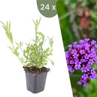Frank GmbH | 24 Ijzerhard planten | Verbena bonariensis | Winterharde bodembedekker planten | tuinplanten | Winterharde vaste planten meerjarig | Winterharde tuinplanten