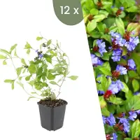 Frank GmbH Planten van Frank | 12 Bleiwurz-planten | Ceratostigma plumbaginoides | Bodembedekker | Winterhard | Meerjarig | Tuinplanten