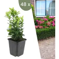 Plants by Frank | 48 Groene Kardinaalsmuts Planten | Euonymus japonicus 'Green Spire' | Winterharde bodembedekker planten | tuinplanten | Winterharde vaste planten meerjarig | Winterharde tuinplanten