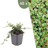 Frank GmbH | 48 Dwergmispel Planten | Cotoneaster praecox 'Queen of Carpets' | Winterharde bodembedekker planten | tuinplanten | Winterharde vaste planten meerjarig | Winterharde tuinplanten