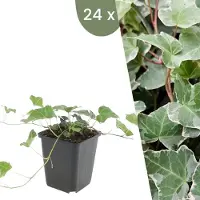 Plants by Frank | 24 Klimopplanten | Hedera helix 'Glacier' | Winterharde bodembedekker planten | tuinplanten | Winterharde vaste planten meerjarig | Winterharde tuinplanten