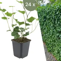 Frank GmbH | 24 Atlantische Klimopplanten | Hedera Hibernica | Winterharde bodembedekker planten | tuinplanten | Winterharde vaste planten meerjarig | Winterharde tuinplanten