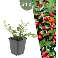 Frank GmbH | 24 Dwergmispel Planten | Cotoneaster dammeri | Winterharde bodembedekker planten | tuinplanten | Winterharde vaste planten meerjarig | Winterharde tuinplanten