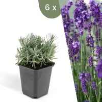 Frank GmbH | 6 Lavendelplanten | Lavandula angustifolia 'Hidcote' | Winterharde bodembedekker planten | tuinplanten | Winterharde vaste planten meerjarig | Winterharde tuinplanten