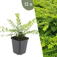 Frank GmbH | 12 Struikkamperfoelie planten | Lonicera nitida 'Maigrün' | Winterharde bodembedekker planten | tuinplanten | Winterharde vaste planten meerjarig | Winterharde tuinplanten