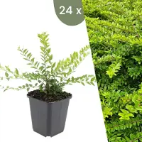 Frank GmbH | 24 Struikkamperfoelie planten | Lonicera nitida 'Maigrün' | Winterharde bodembedekker planten | tuinplanten | Winterharde vaste planten meerjarig | Winterharde tuinplanten