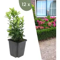 Plants by Frank | 12 Groene Kardinaalsmuts Planten | Euonymus japonicus 'Green Spire' | Winterharde bodembedekker planten | tuinplanten | Winterharde vaste planten meerjarig | Winterharde tuinplanten