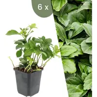 Frank GmbH | 6 Dikkemanskruid planten | Pachysandra terminalis | Winterharde bodembedekker planten | tuinplanten | Winterharde vaste planten meerjarig | Winterharde tuinplanten