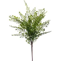 Emerald Fern adianthum bush 40 cm green