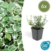 Planteda Euonymus 'Emerald 'n Gaity' P9 10/25 6x