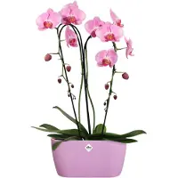 Elho Brussels Orchidee Duo 25 - Bloempot voor Binnen - Ø 24.8 x H 12.0 cm - Levendig violet